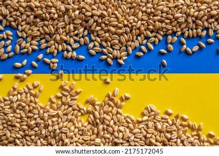 Wheat grain and Ukraine flag colors. Concept of grain floating problems stock photo