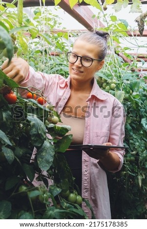 Millennial agronomist Woman farmer quality inspector holding tablet collecting data in greenhouse checking quality of cherry tomatoes. Smart farming, modern agriculture. Local ​​organic food Business