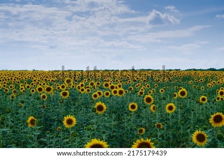 Sunflower natural background. Close up of sunflower against a field on a summer sunny day
