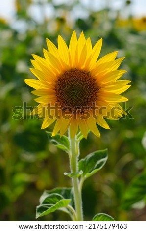 Sunflower natural background. Close up of sunflower against a field on a summer sunny day
