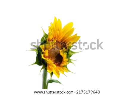 Sunflower with a bee isolated on white.
