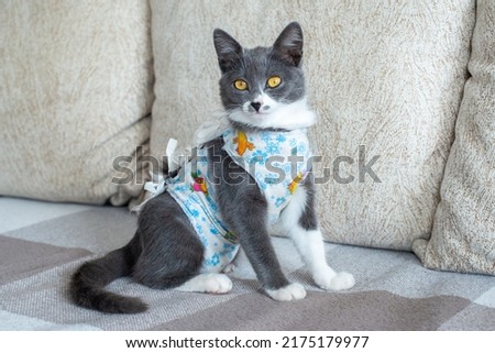 Sick domestic cat sits after surgery at home on sofa in clothes. Postoperative bandage. Care of pet after cavitary operation. Castration, sterilization. Care and treatment. Love for pets. Royalty-Free Stock Photo #2175179977