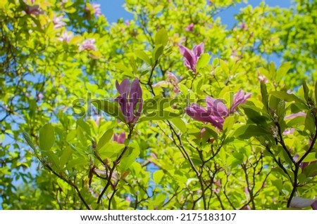Spring pink magnolia flowers sunny day
