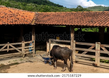 A large albino buffalo feeds in the stall on ranch in Brazil Royalty-Free Stock Photo #2175187229