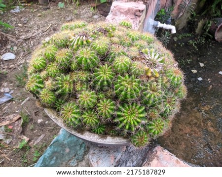 cactus plant Echinopsis tubiflora that grows a lot in pots.  stock photo of tropical plants