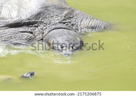 Close up view of Black softshell turtle Royalty-Free Stock Photo #2175206875