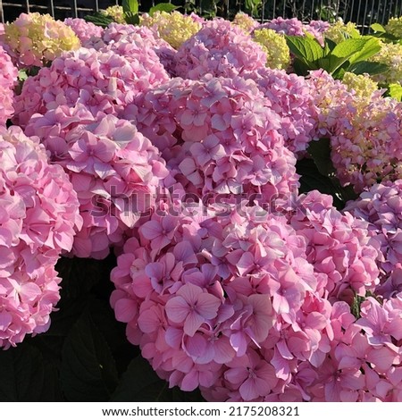 Yalova, Turkey : closeup of a lot of light pink Hydrangea macrophylla or Hortensia flowers with green leaves and many flowers in the background on a sunny day. Selective focus