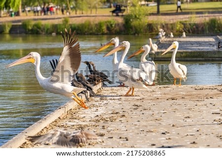 A group of white American pelicans on a pier in Fremont Central Park. 