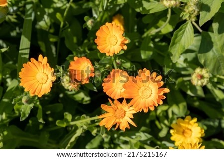 Gorgeous bright orange flowers of marigold (lat. Calendula officinalis) officinalis on a field on a sunny summer day, top view