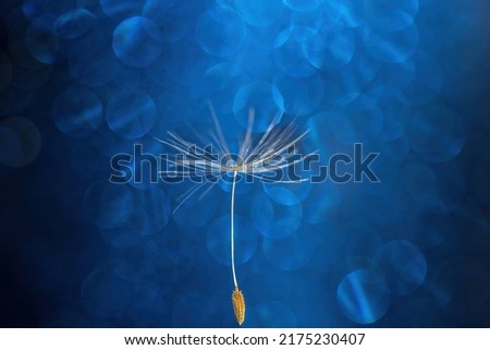 Natural dandelion seed background with a drop on a blue background