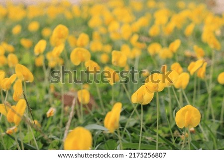 blurry picture of yellow flowers. focus some point in image.