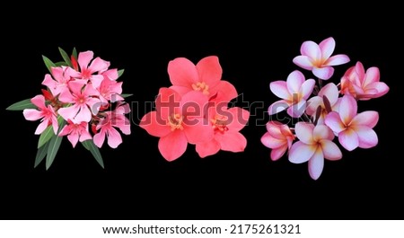 Collection of plumeria and oleander and spicy jatropha flower. Top view beautiful pink-red flower bouquet isolated on black background.