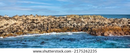 Panoramic view of Geyser Island in South Africa with its large colony of seals, sea lions and penguins, a few meters from the coastline and the fynbos coast.
