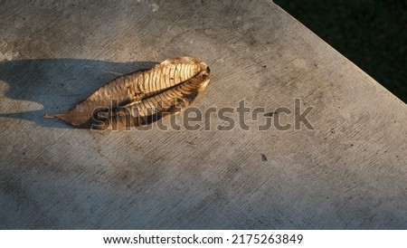 Dry leaf that have become brittle, some have become transparent on morning sun light on white concrete floor