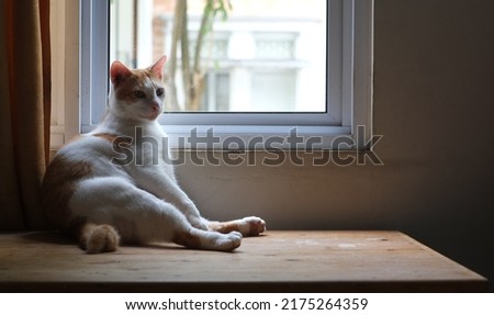 The cat sits on wooden table in front of window sill