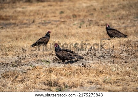 Three Turkey vulture (Cathartes aura) sitting on the ground in dry grass.