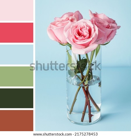 Beautiful pink roses in vase on light blue background. Different color patterns