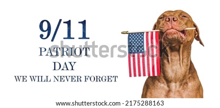 Patriot Day. We will never forget. Adorable puppy and American Flag. Close-up, isolated background. Studio shot, day light Royalty-Free Stock Photo #2175288163