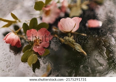 Close-up pink flowers of wild rose against a background with water drops Royalty-Free Stock Photo #2175291731