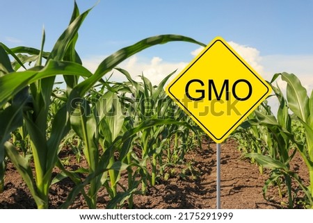 Sign with abbreviation GMO in corn field on sunny day Royalty-Free Stock Photo #2175291999
