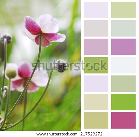 Anemone Japanese in pastel color chart palette swatches 