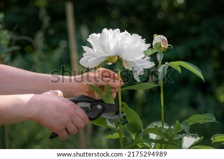 A woman gardener picks a large, beautiful white peony in the summer garden with a pair of pruning shears. Collecting cut flowers