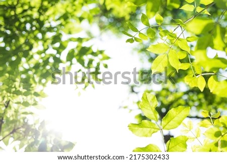 Upward glance to sun rays shines through forest trees. Scattered sunlight that filters through green elm leaves. Sunny summer nature background with sunshine radiant bokeh. Japanese Komorebi concept Royalty-Free Stock Photo #2175302433