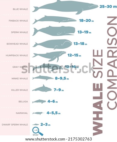 Vector illustration of whales sizes comparison chart.