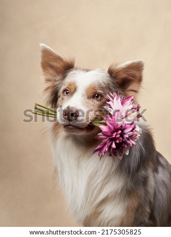dog in flower wreath. happy border collies holding flowers in teeth on color background. Love, relationship, funny  Royalty-Free Stock Photo #2175305825