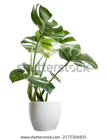 Variegated Monstera plant in white pot, Monstera Thai Constellation, isolated on white background, with clipping path  Royalty-Free Stock Photo #2175306835