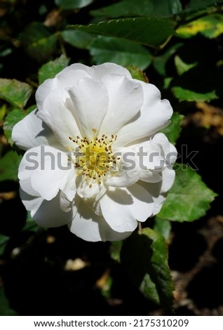 Single white wild rose in summer sunlight. Fresh fragrant flower with fully open petals. 