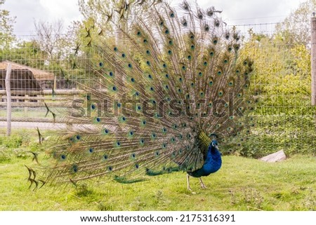 A shot of the peacock with its beautiful feathers showing to everyone in the zoopark