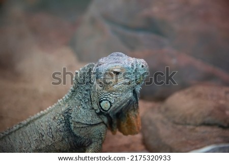 The iguana is sitting on the rocks.