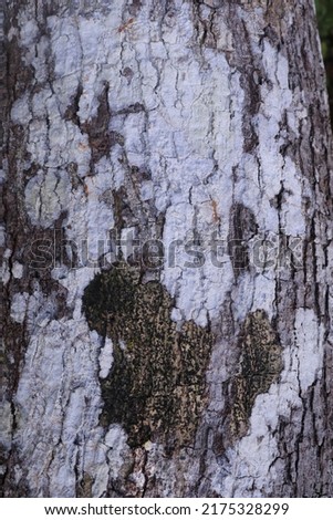 Cashew bark surface texture. natural background