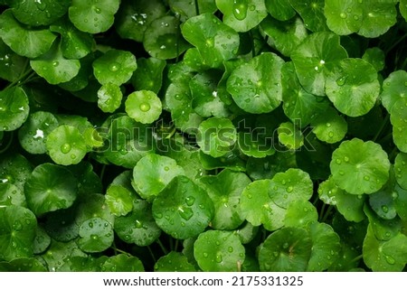 Beautiful background of Centella asiatica, Herbal medicine leaves of Centella asiatica known as gotu kola. Close up Gotu kola leaves with drop water. fresh green leaf texture background. Royalty-Free Stock Photo #2175331325