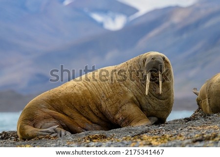 Walrus (Odobenus rosmarus) resting on shore, Svalbard, Norway, funny expression Royalty-Free Stock Photo #2175341467