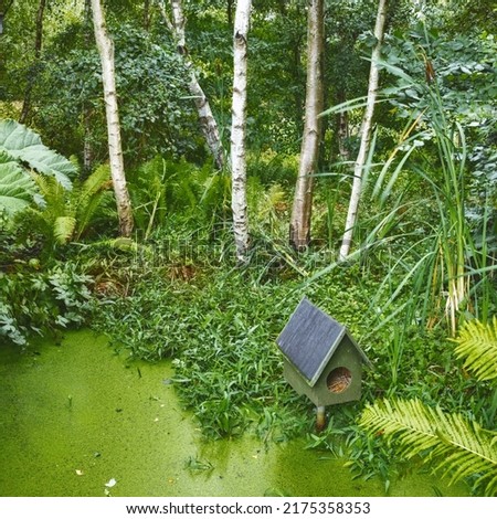 A tropical green forest pond with a birdhouse. Fresh small algae bloom surrounded by birch wood and green plants. Shot of forest after rain. Small birdhouse on top of water with grass around it.