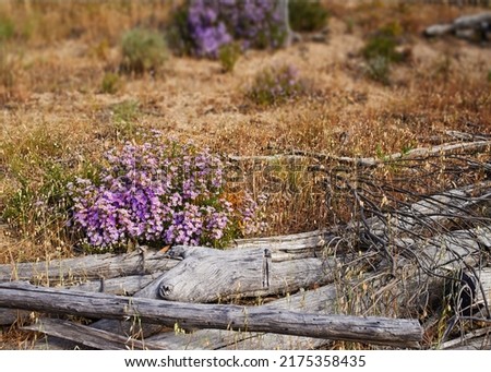Beautiful Violet lavender aster flowering in summer surrounded by dry grasses and woods. Blur background with copy space. Decorative garden plant with purple flowers. The Alpine Aster in a field.