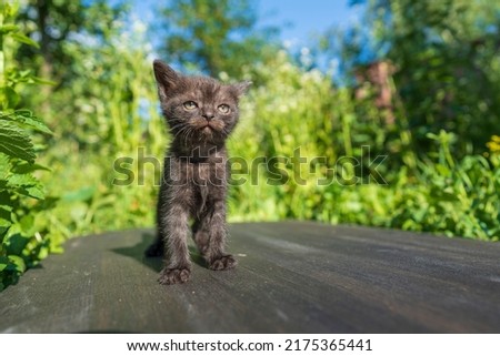 Little newborn black gray kitten are waiting for the cat. Cute funny home pets. Close up domestic animal. Kitten at one month old of life on nature, outdoors