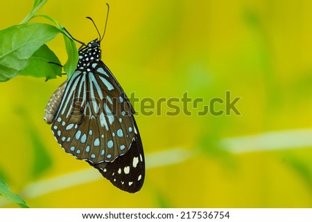 A Ceylon Blue Glassy Tiger Butterfly Hangs on A Leaf. Against Yellow and Green Background.