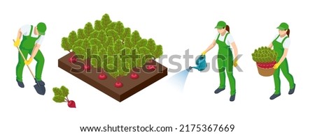 Isometric Agricultural cultivation of organic Fresh green leaves of beetroot on the farm or in the field. Farmers grow organic beetroot vegetables and harvest. Beets in the garden. Royalty-Free Stock Photo #2175367669