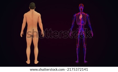human body with circulatory system with heart front view and back view anatomy and physiology 3d illustration