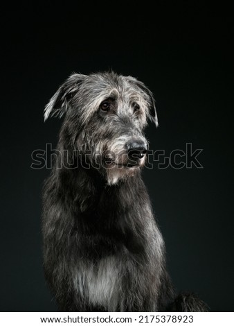 Irish wolfhound on dark background, studio shot, studio shot. High quality photo