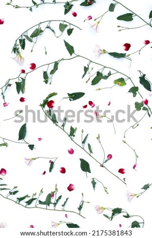 The picture shows a texture pattern composed on a white background of the stems of a climbing plant, green leaves and red petals.