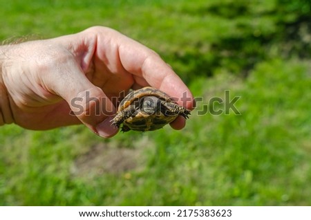 Tiny turtle in man's hand. Breeding of tortoises. Blurred background.