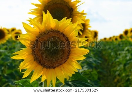 Sunflower natural background. Sunflower blooming
