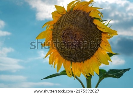 scenic view of sunflower fields in summer
