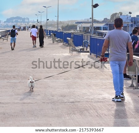 Man walking his dog in his free time and the concept of good treatment of pets within the family nucleus.