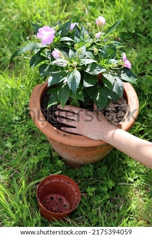 Female gardener works with plant. Close up photo of potted plant, hands and garden tools. 