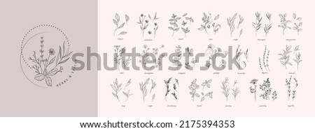 Vector hand drawn herbs and spices set. Vintage trendy botanical elements. Hand drawn line leaves branches and blooming. . Vector trendy greenery